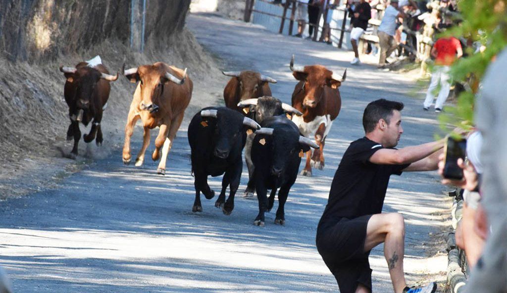 Sepúlveda se lanza a sus Fiestas de los Santos Toros con encierro campero, novilladas y el calor de siempre