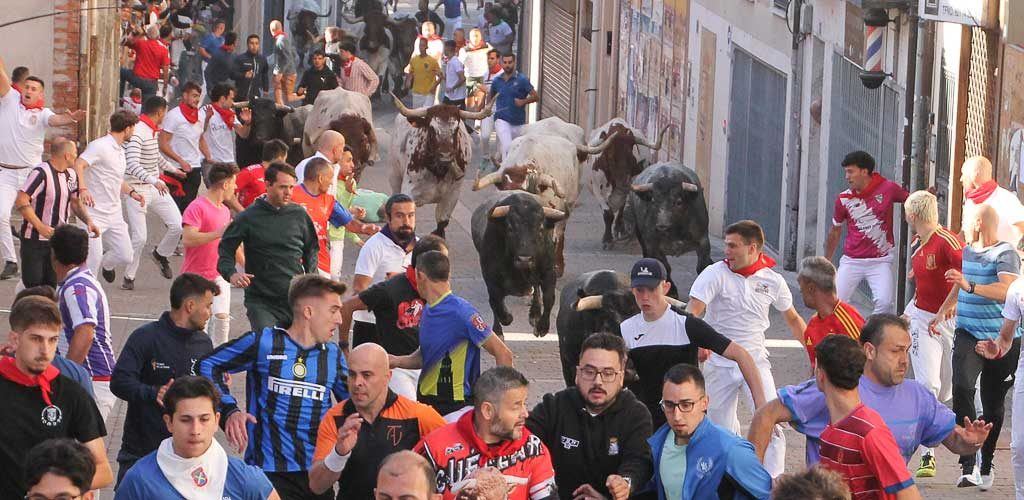 Cuéllar arranca sus encierros con la potencia de Saltillo: emoción, carreras y un herido por asta