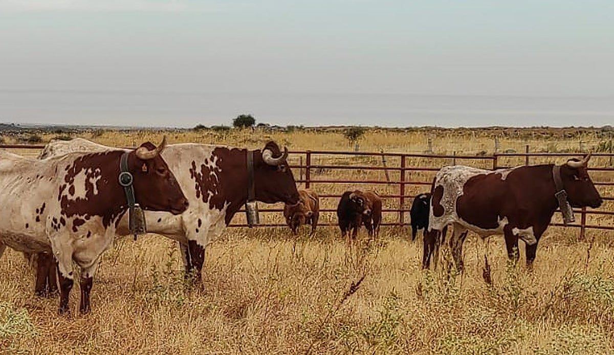 Villacastín abre sus puertas gratis a la tauromaquia con una semana repleta de encierros, becerradas y emociones
