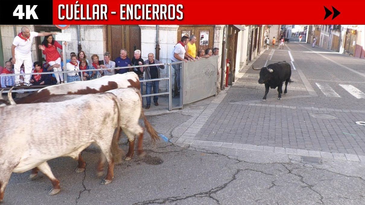 Los encierros de Cuéllar estrenaron su primera jornada con un corredor herido por asta de toro