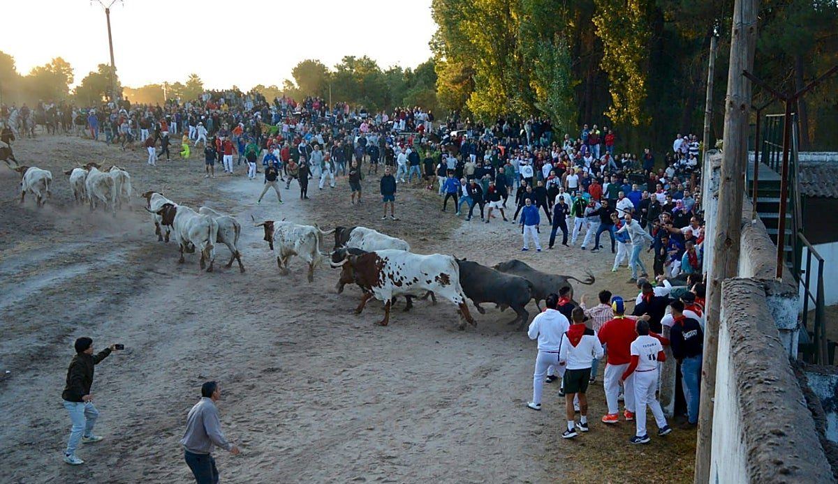 El primer encierro de Cuéllar deja un herido por asta y un caballista hospitalizado en Segovia