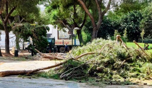 Polémica en Talavera por la tala de pinos sanos en la Alameda durante el fin de semana festivo