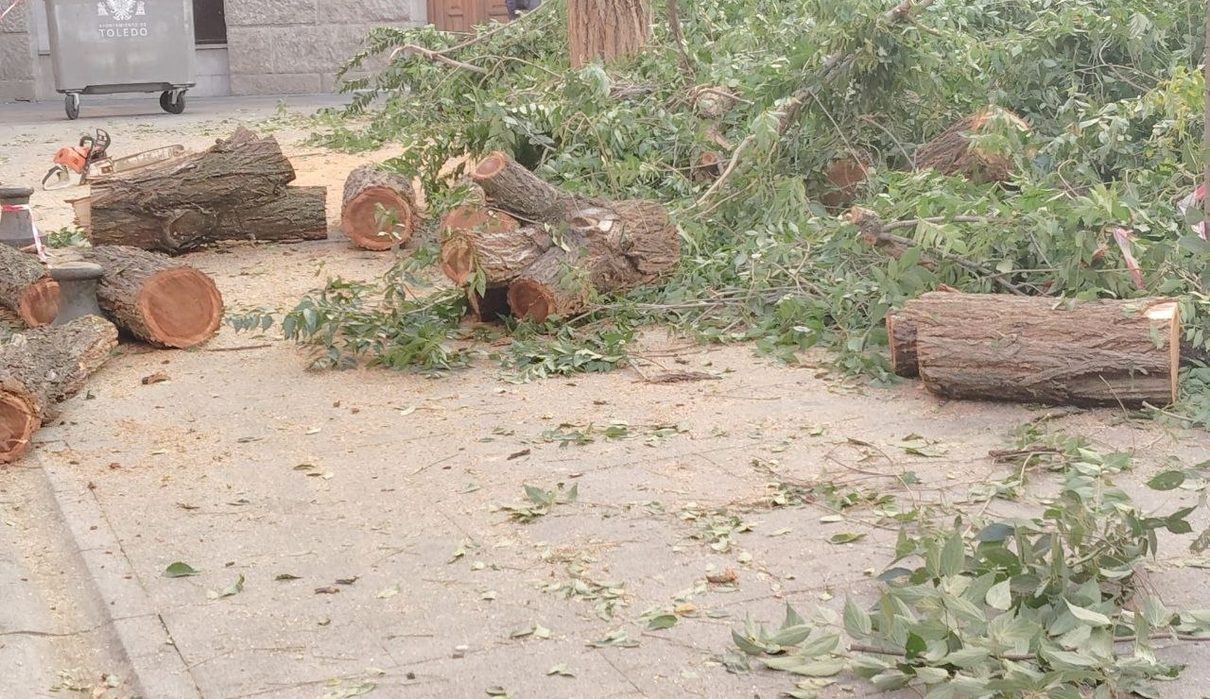 Vecinos del Casco Histórico de Toledo se rebelan contra la tala de un árbol en la plaza de San Agustín