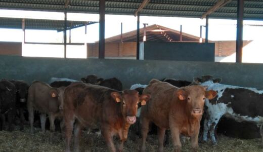 Una granja de Sonseca podrá triplicar su capacidad hasta los 1.095 terneros bajo estrictas medidas de protección del lince y