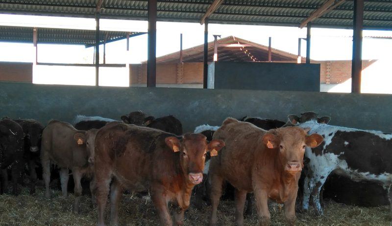 Una granja de Sonseca podrá triplicar su capacidad hasta los 1.095 terneros bajo estrictas medidas de protección del lince y