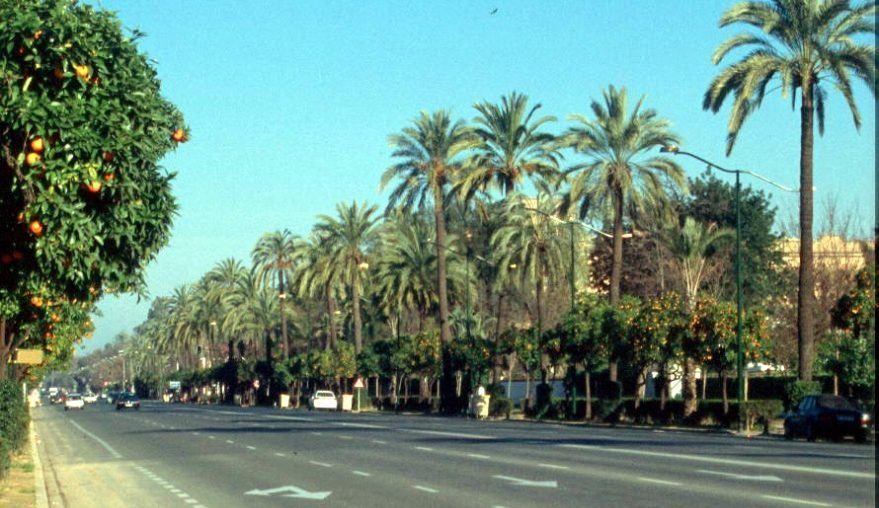 Talavera recupera su sello verde con 26 nuevas palmeras y un récord histórico de 835 árboles plantados en un año