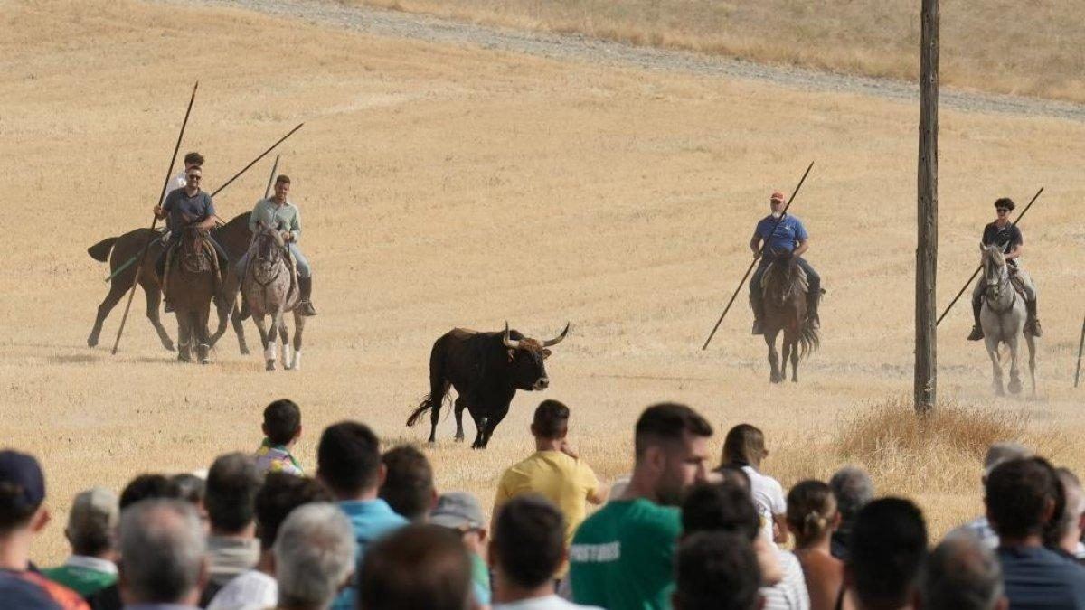 Íscar celebra un cuarto encierro sin sustos y con un toro que decidió ir a su ritmo