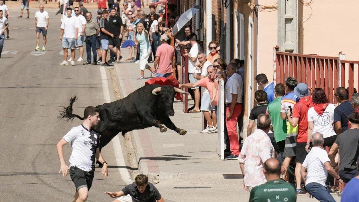 Rueda vive con fervor su tercer encierro y se prepara para el gran desenlace de las fiestas de la Asunción