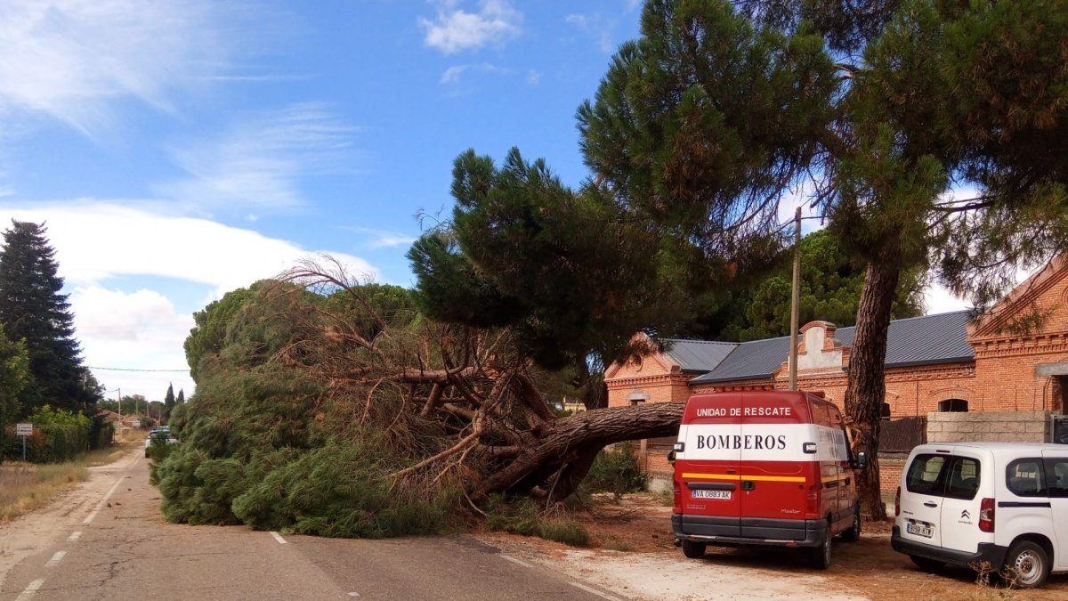 Un pino se desploma sobre la carretera de Las Salinas y obliga a intervenir a los bomberos en Medina del Campo
