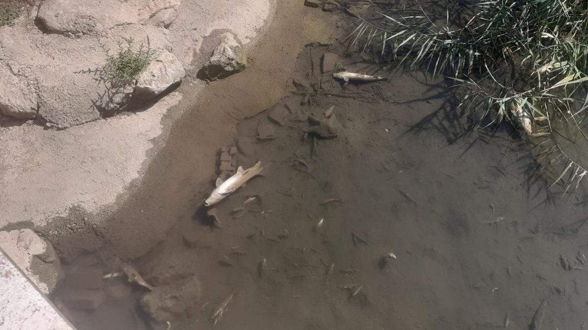 Alarma en el río Esgueva: aparecen barbos, cangrejos y truchas muertos con un fuerte olor a podredumbre