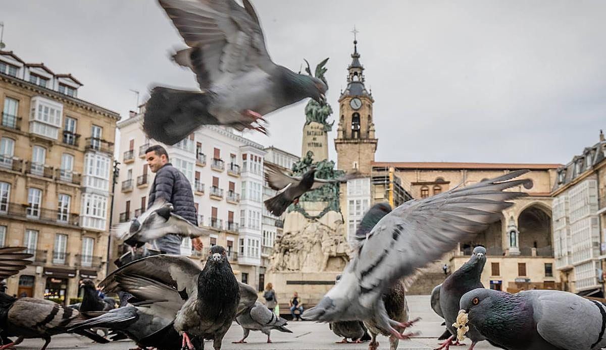 Vitoria apuesta por el halcón peregrino como aliado natural para acabar con la plaga de palomas en su corazón medieval
