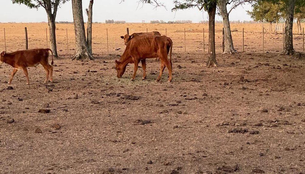 La sequía obliga a los ganaderos alaveses a vender sus animales antes de tiempo para sobrevivir