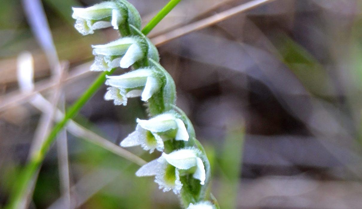 Los vecinos voluntarios de Vitoria descubren que la ciudad esconde 90 tipos de orquídeas silvestres