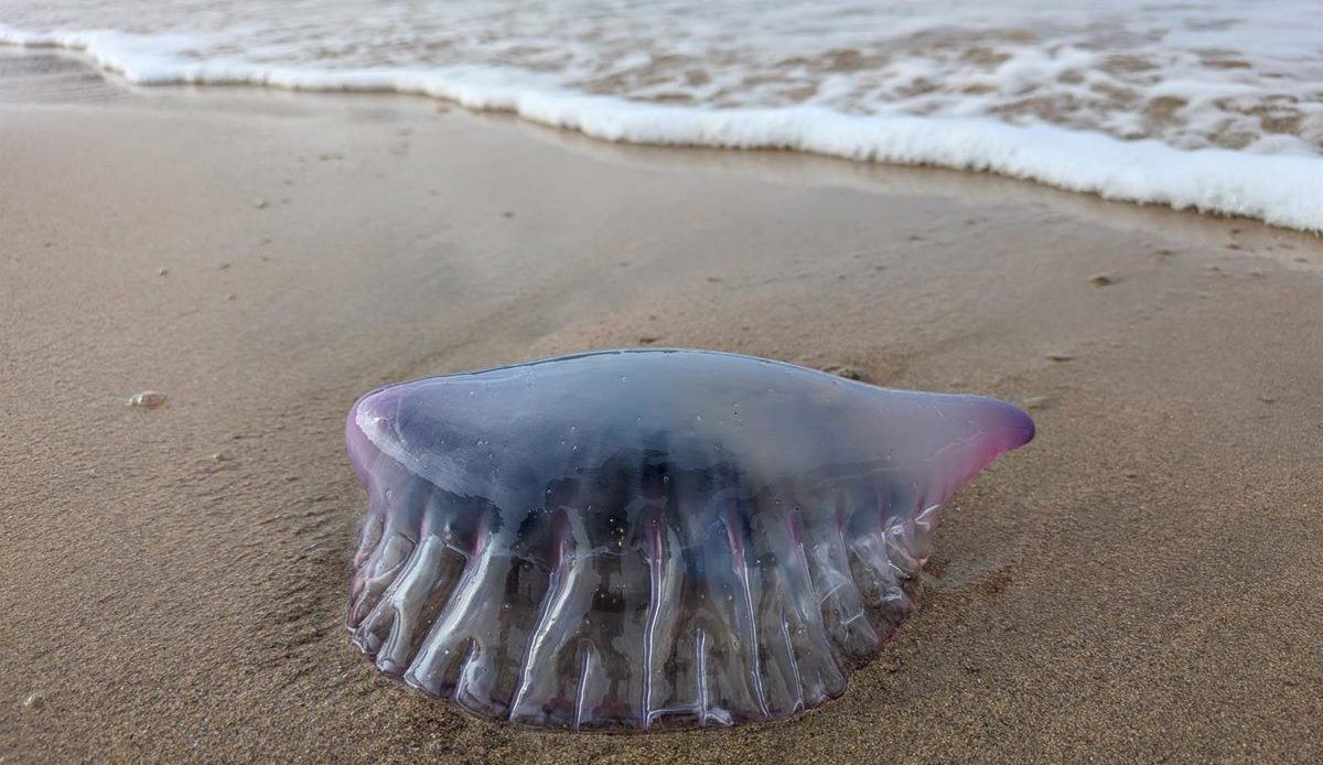 Las carabelas portuguesas siembran el miedo en las playas vascas con 27 picaduras en cuatro días