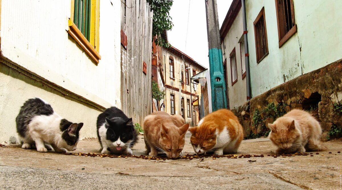 Vitoria digitalizará el control de sus más de cien colonias de gatos callejeros