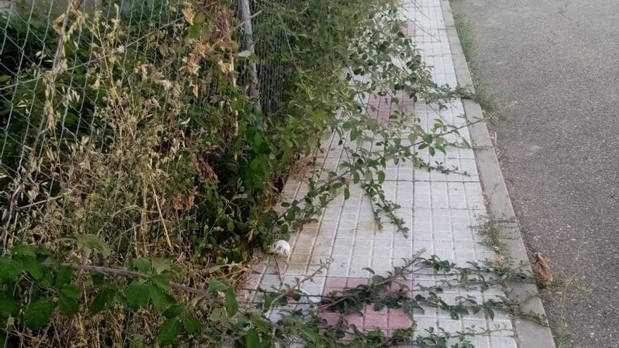 Solares sin limpiar en Benavente: vecinos denuncian el riesgo de incendio ante el abandono de fincas privadas
