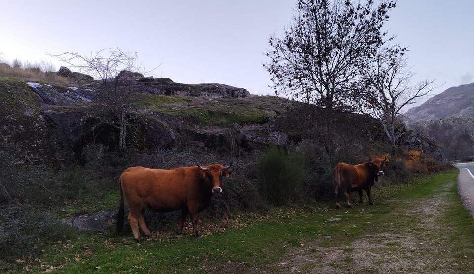 Cinco asociaciones ganaderas de Zamora se reparten 30.000 euros para el control de la producción láctea
