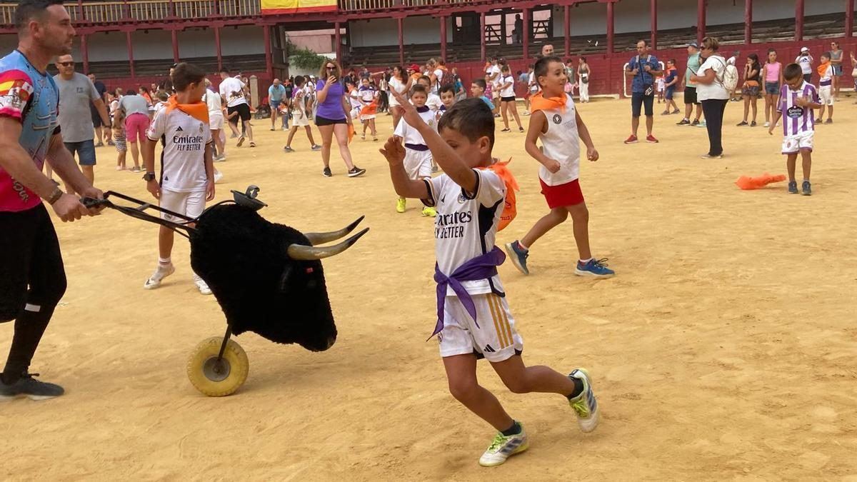 Toro vive su madrugada más taurina: encierro sin incidentes y chichas para cerrar la mañana de San Agustín