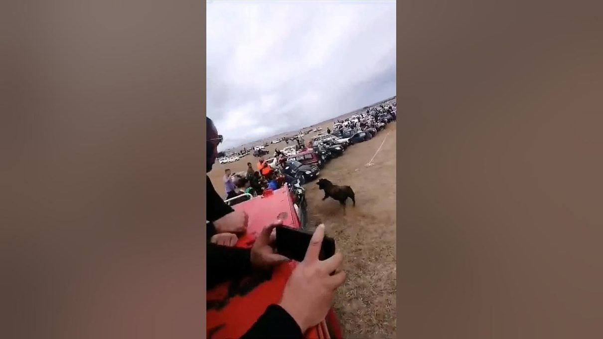Toro desborda La Llanada en el encierro campero más esperado de las fiestas de San Agustín