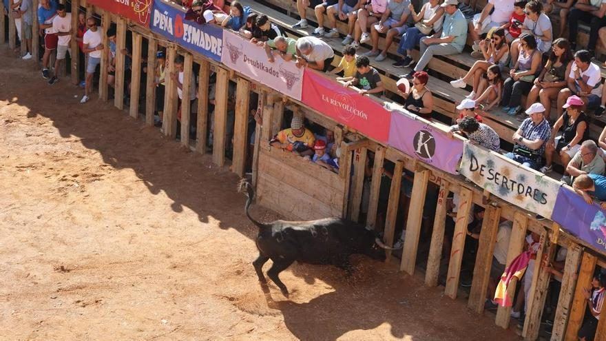 Un toro destroza las talanqueras en la plaza de Fermoselle y deja varios heridos durante los festejos taurinos