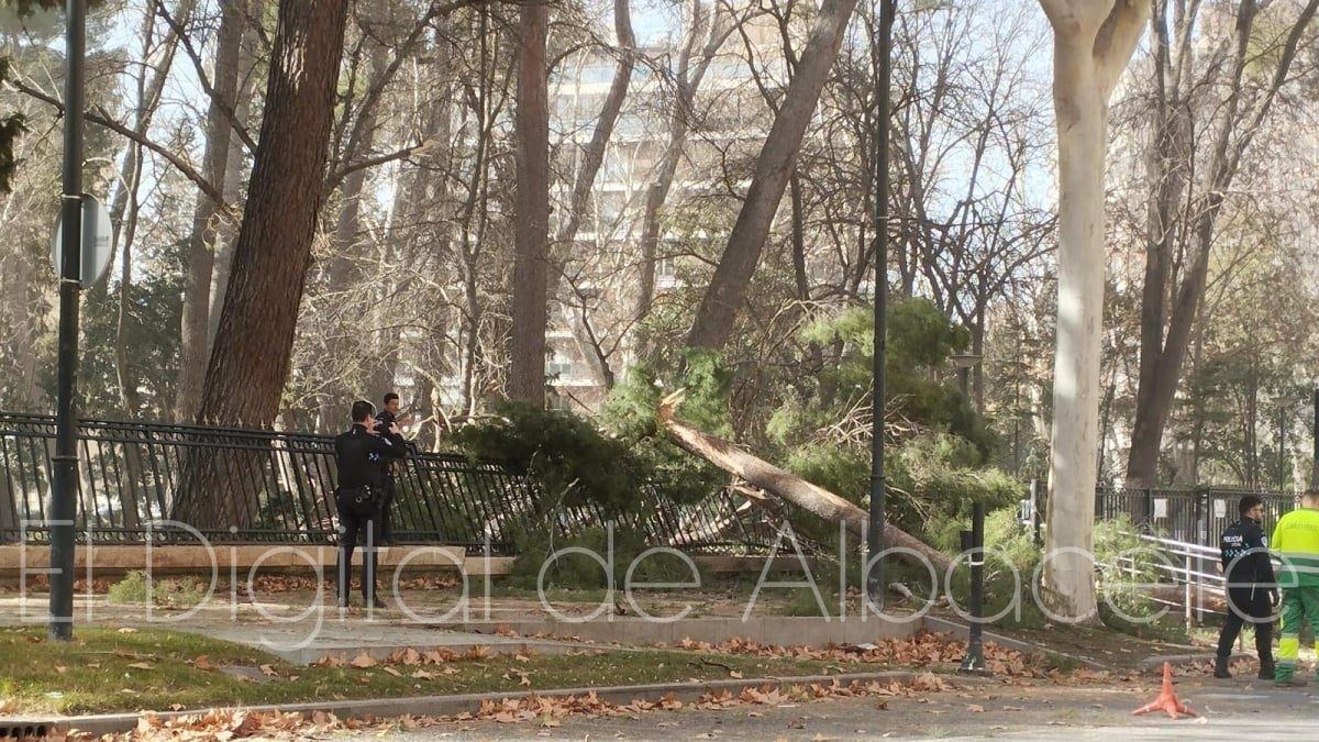 Albacete obliga a OHL a asumir los daños de una rama caída en pleno temporal: el árbol fue retirado semanas después por estar