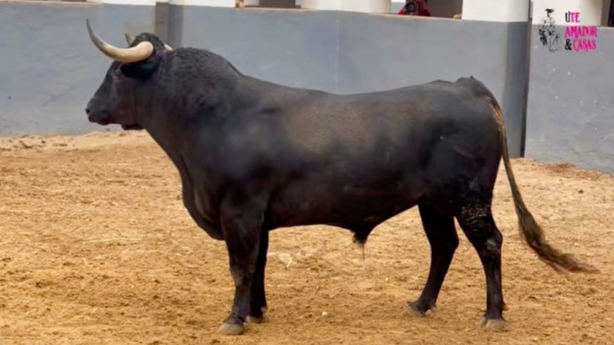 Tres espadas albaceteños cierran el telón de la Feria Taurina con seis ganaderías distintas en el ruedo