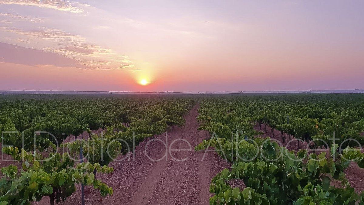 Castilla-La Mancha destina dos millones de euros para frenar la invasión de conejos que destroza los campos de Albacete