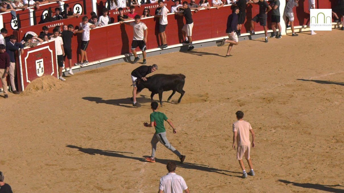 Las vaquillas vuelven a llenar de emoción y tradición las mañanas de la Feria de Albacete