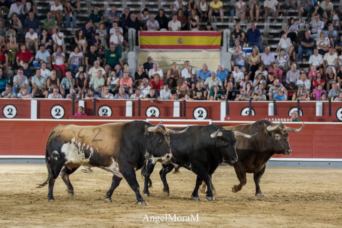 La Feria Taurina de Albacete echa a andar con la desencajonada y un triple Puerta Grande de la Escuela Taurina