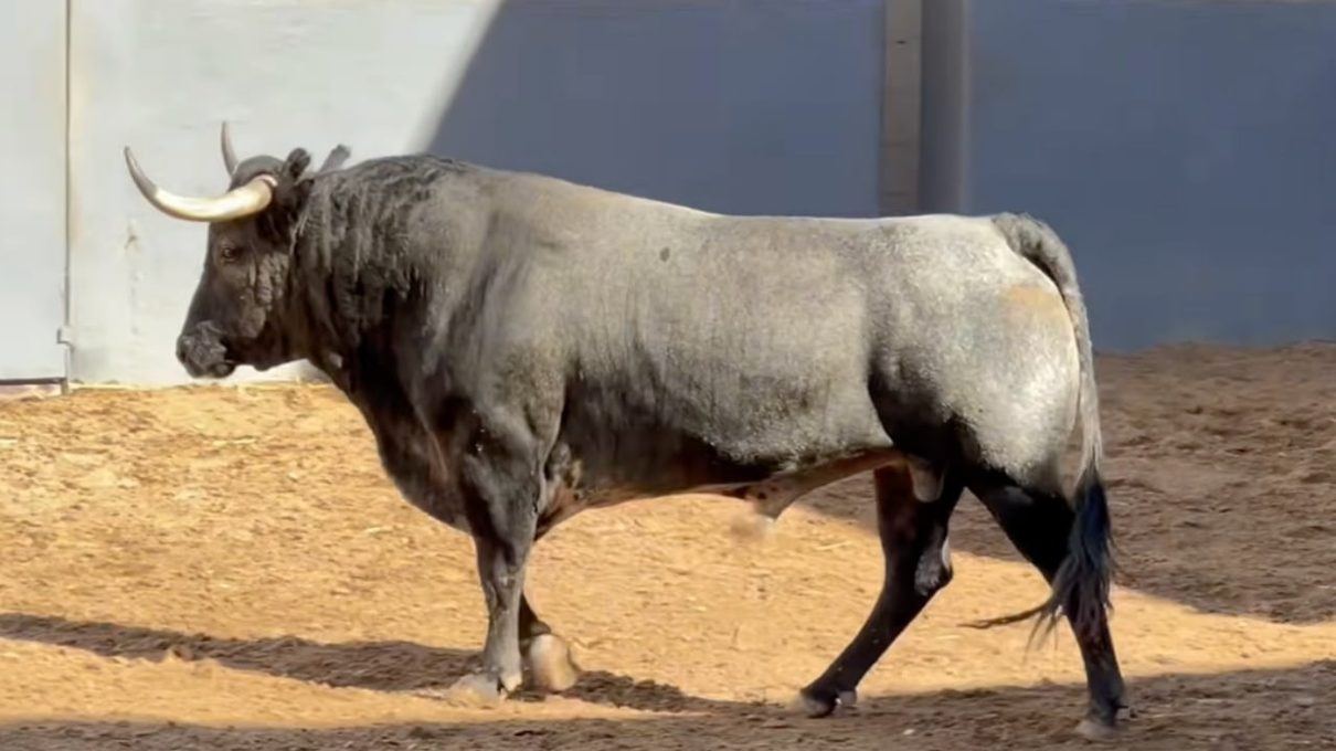 Albacete se viste de gala taurina con El Cid, Emilio de Justo y Tomás Rufo ante los toros de La Quinta