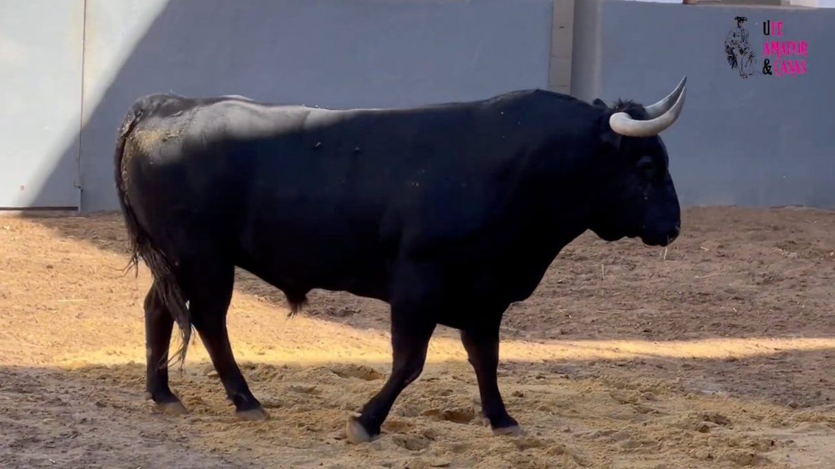 Tres espadas y seis toros de peso: la Feria Taurina de Albacete vive su tarde más exigente