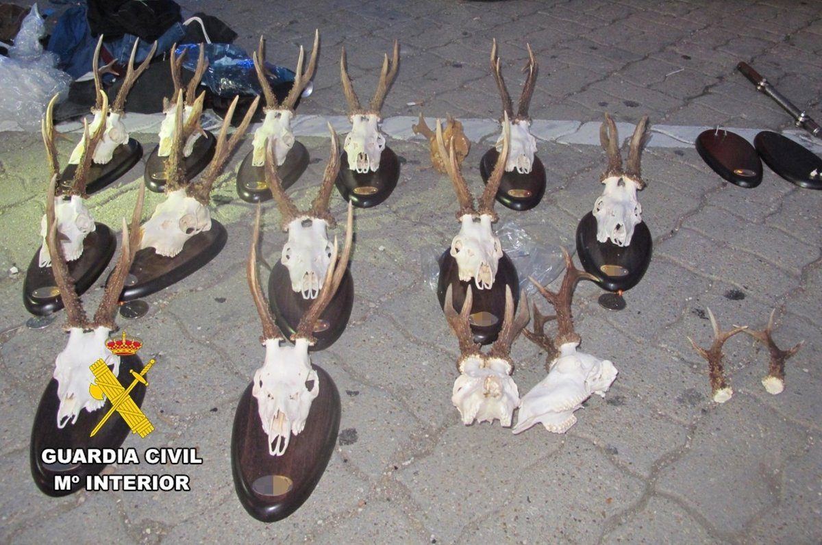 Pillados de madrugada con 14 trofeos de corzo sin licencia: el Seprona frena el furtivismo en la comarca del Arlanza
