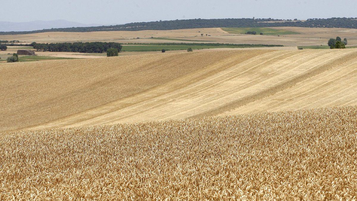 El campo abulense recibe más de 5,5 millones en ayudas para hacer frente al coste de los fertilizantes
