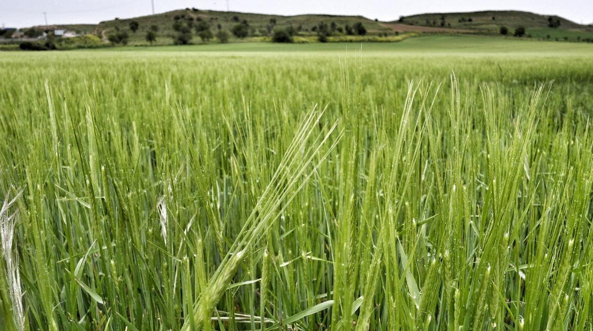 El campo abulense pierde el acceso a 150 millones de euros tras rechazarse su habilitación en el Parlamento