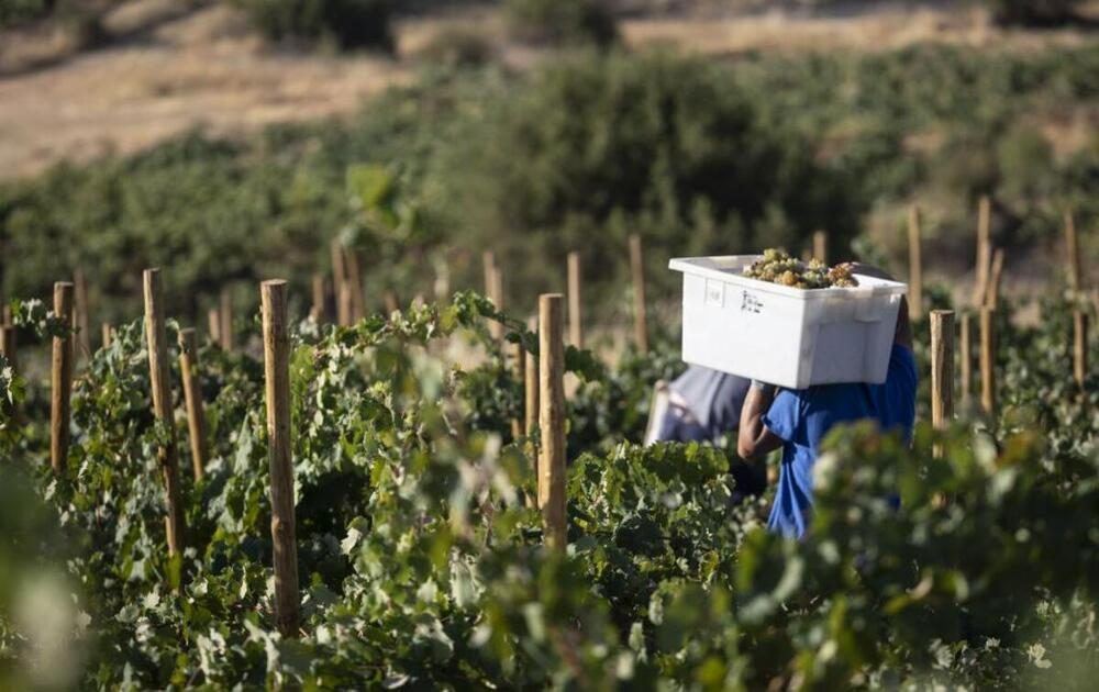 La vendimia en la Ribera del Duero arranca antes de lo previsto con más de la mitad de las bodegas ya en plena recogida