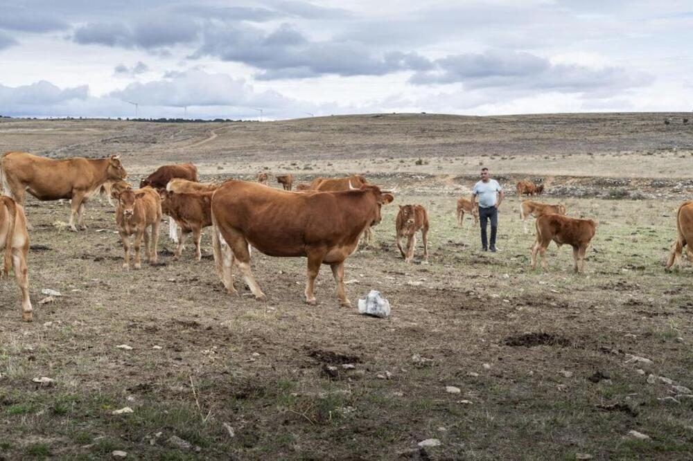 Un ganadero de Burgos pierde 84 vacas por el lobo en tres años y la Junta le debe 50.000 euros en indemnizaciones