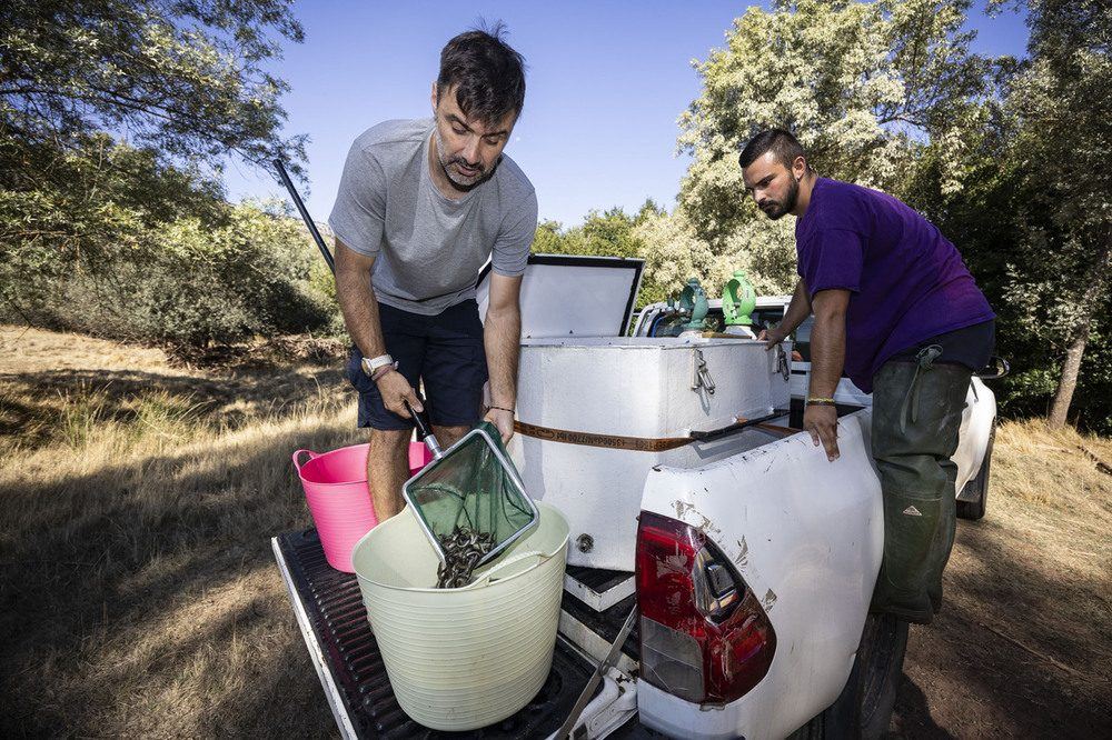 4.500 truchas jóvenes repueblan el Arlanza tres semanas después del vertido que devastó el río en Salas de los Infantes