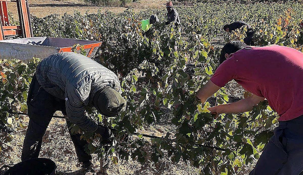 La Ribera del Duero vive su vendimia más temprana en años: algunas bodegas ya recogieron uva en agosto