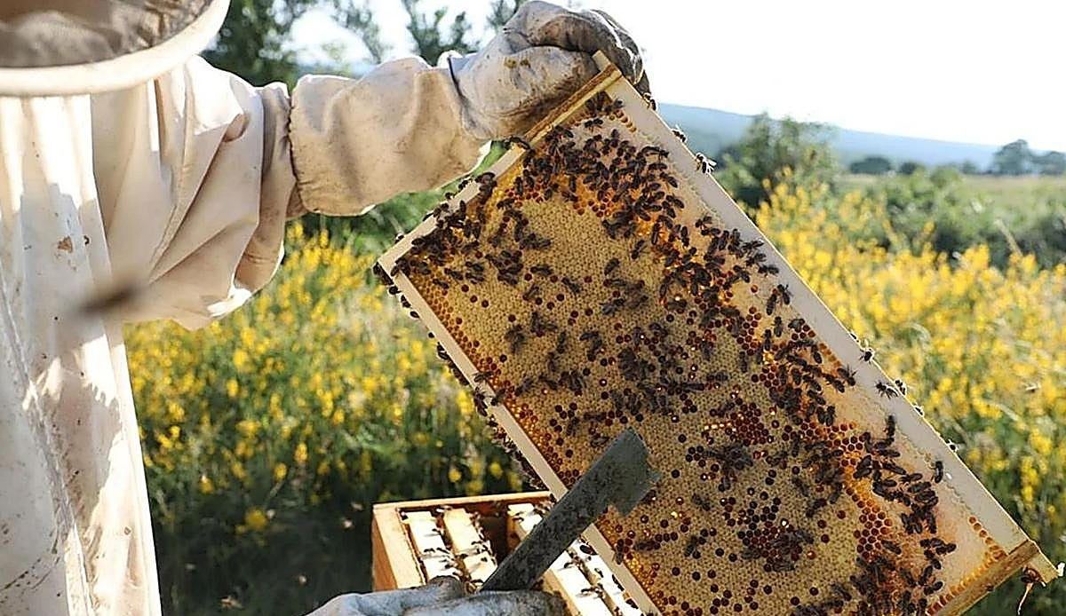 Los apicultores burgaleses afrontan su tercer año consecutivo de cosecha ruinosa por el calor, la sequía y las avispas invaso