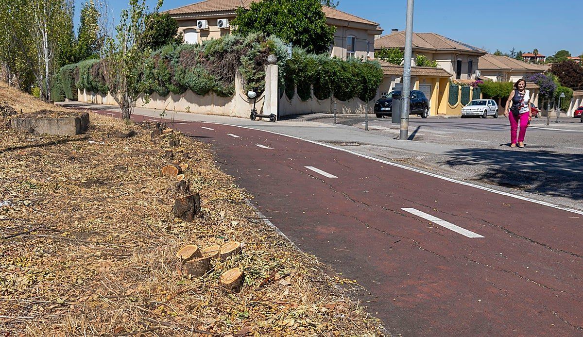 El Ayuntamiento de Cáceres elimina veinte árboles tóxicos e invasores del R-66 que ponían en peligro a vecinos, niños y masco