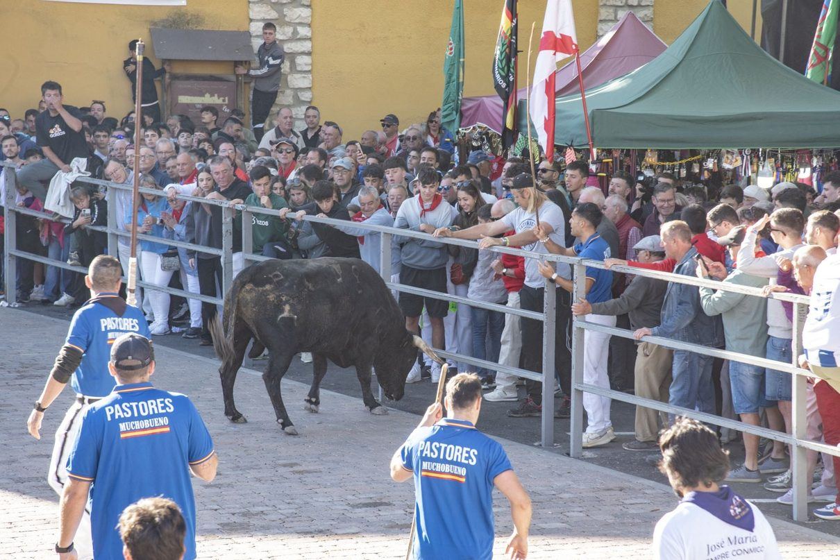 Cuéllar vive con pasión su tercer encierro en unas fiestas que no defraudan