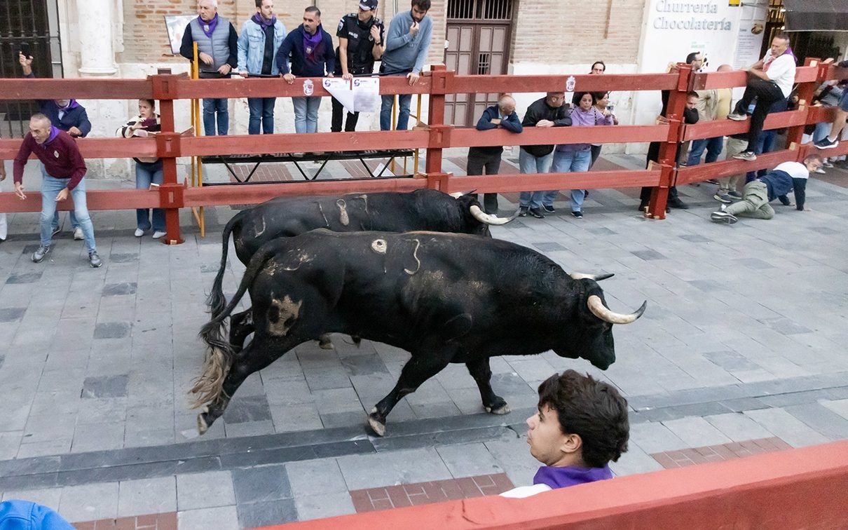 Guadalajara cierra sus ferias por todo lo alto: más de 2.000 corredores despiden los encierros urbanos con un balance sin her