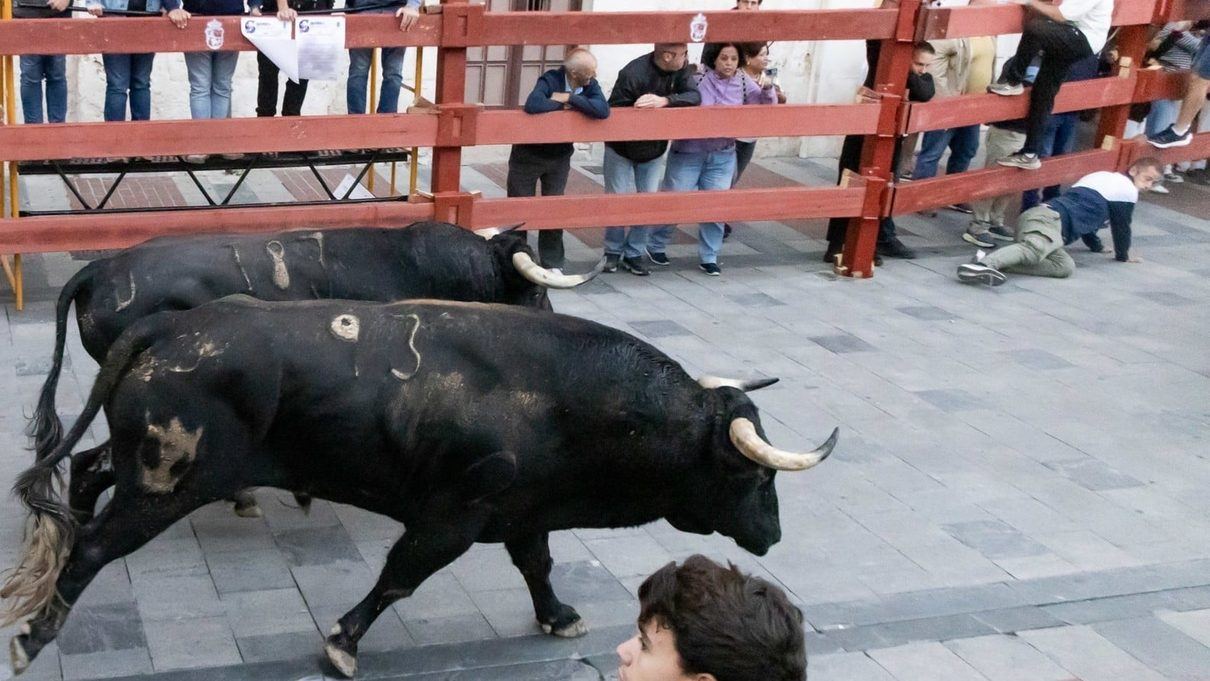 Un toro de capa rojiza se roba el último encierro de la Feria de Guadalajara 2026