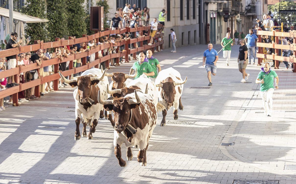 Guadalajara estrena recorrido de encierros con una Cabestrada que mezcla toros, gigantes y nostalgia