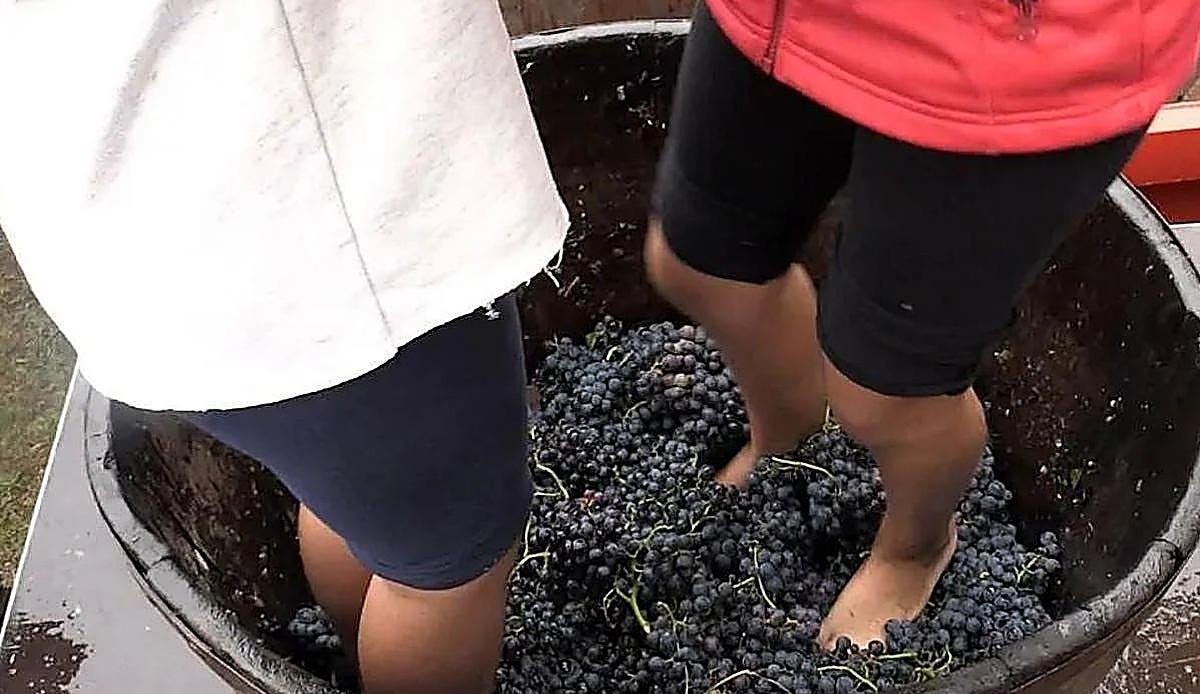 Valdevimbre se viste de vendimia con cuatro días de vino, música y cultura en torno a sus bodegas