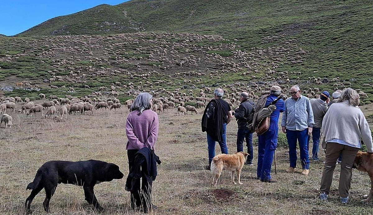 El mastín y el carea leonés protagonizan en Babia un encuentro europeo para salvar el pastoreo tradicional