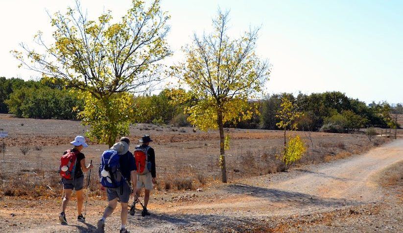 Villadangos del Páramo se reinventa: un laberinto vegetal con casi 6.000 árboles convertirá el municipio en destino turístico