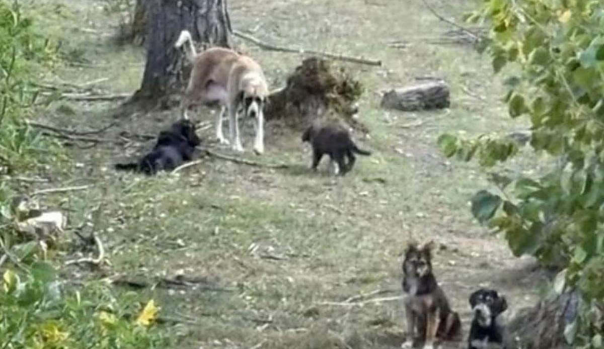 Veinte perros asilvestrados y abandonados en Portilla de la Reina claman por una segunda oportunidad