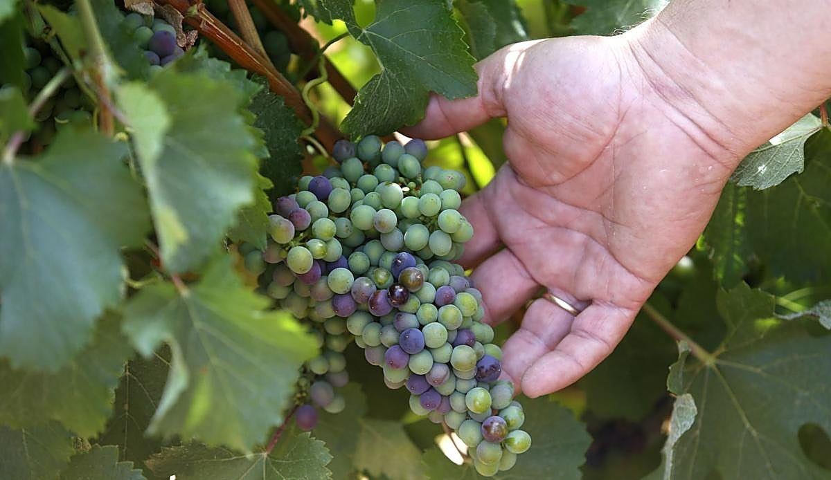 Valdevimbre se viste de vino para celebrar su gran feria de la vendimia este fin de semana