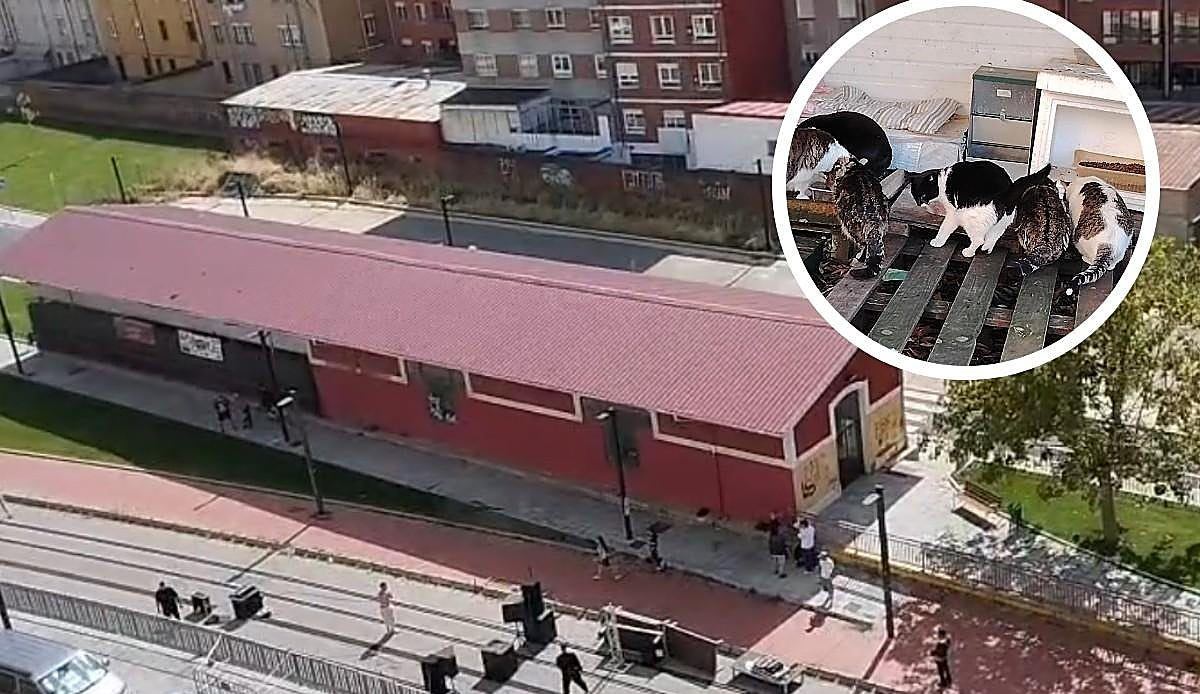 La protectora Argos denuncia al Ayuntamiento de León por celebrar un festival de música urbana a metros de una colonia felina